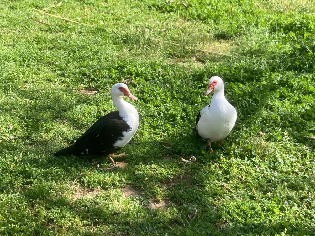 Agriturismo Buen Camino Scarlino Dış mekan fotoğraf